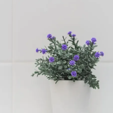 Bracara 